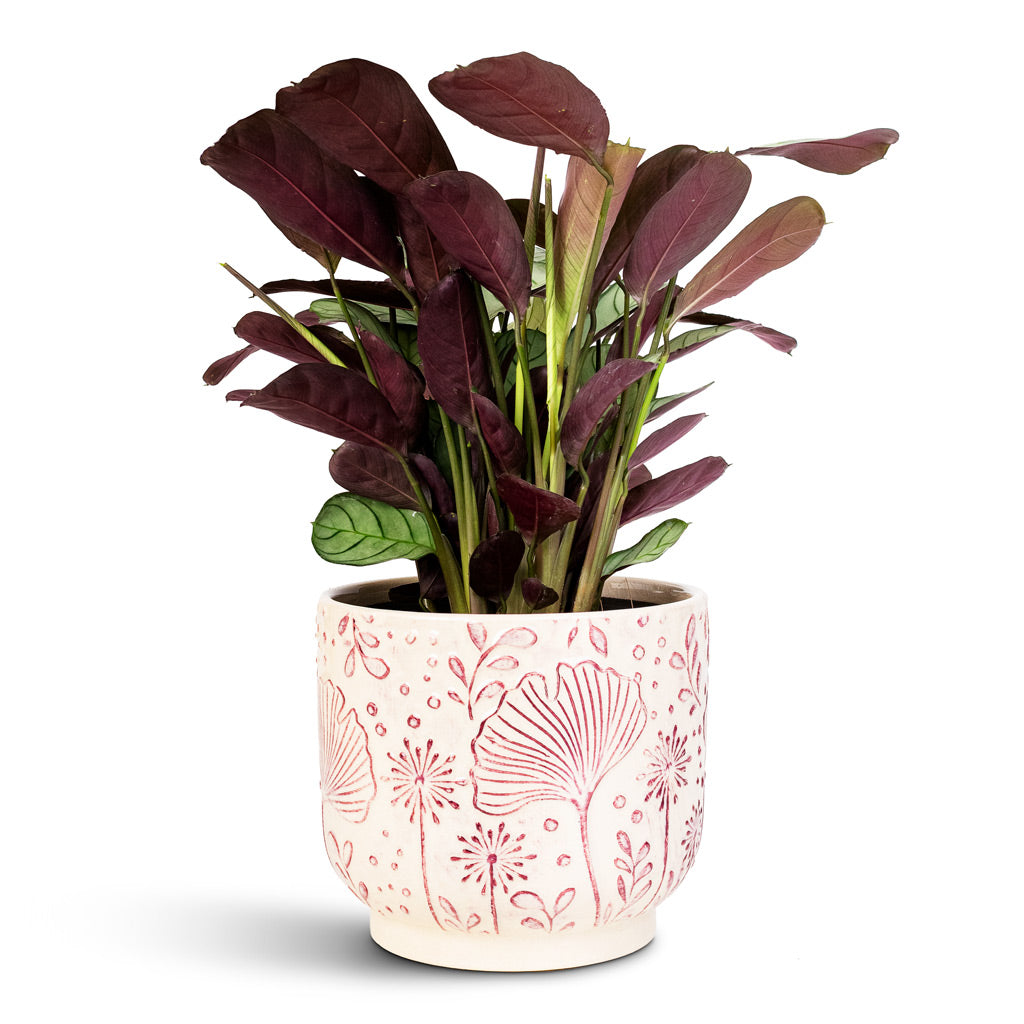 Ctenanthe burle marxii Amagris 14x30cm House plant in Emilia Pot Pink 17x14cm