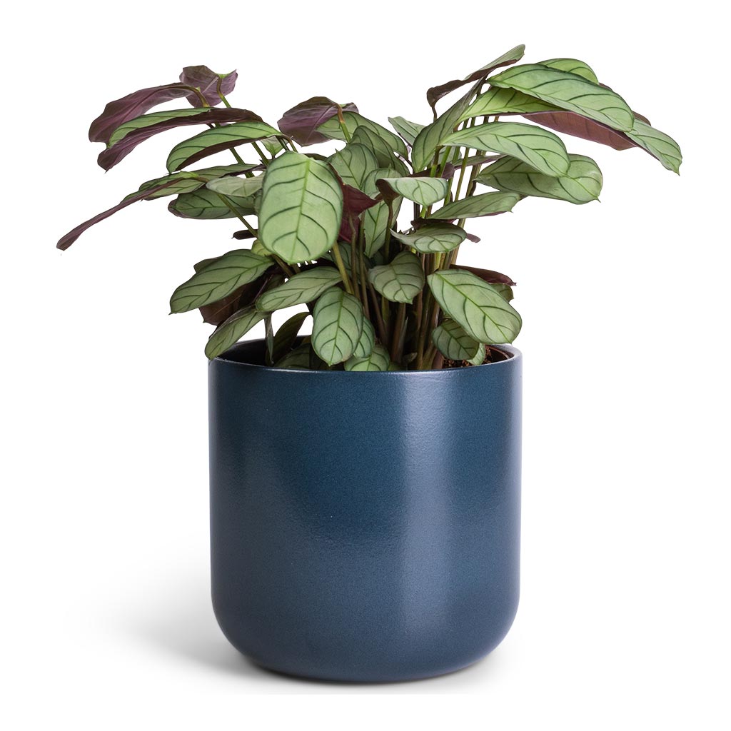 Ctenanthe burle marxii Amagris - Never Never Plant & Lisbon Plant Pot - Navy