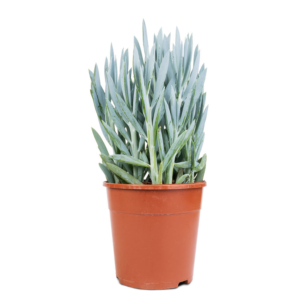 Curio ficoides Mount Everest - Skyscraper Senecio - 14 x 35cm