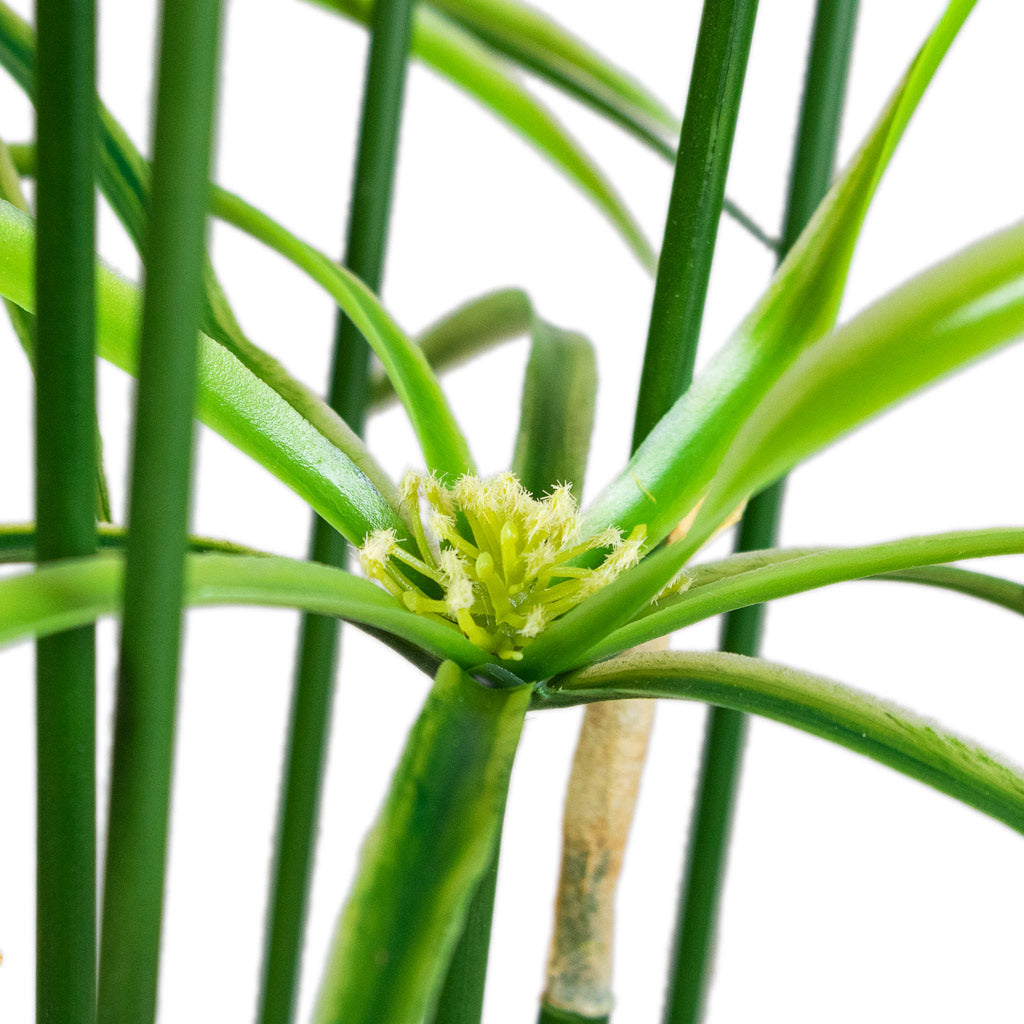 Cyperus Artificial 90cm Close Up Flower