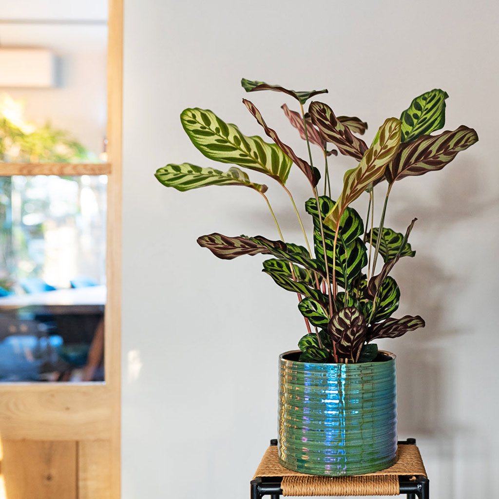 Didi Pearl Green Plant Pot