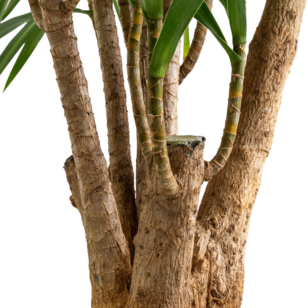 Dracaena reflexa Anita - Branched - Stems
