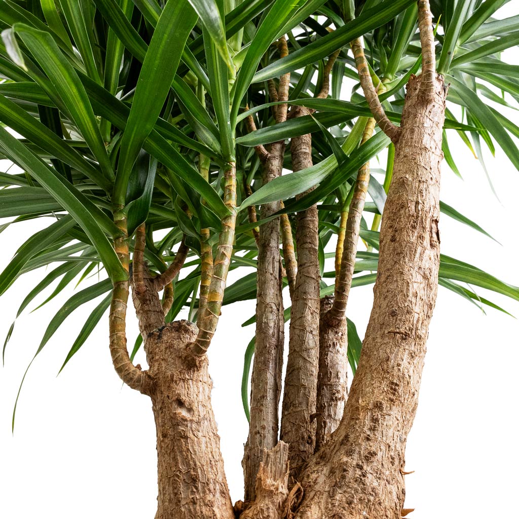 Dracaena reflexa Anita - Branches