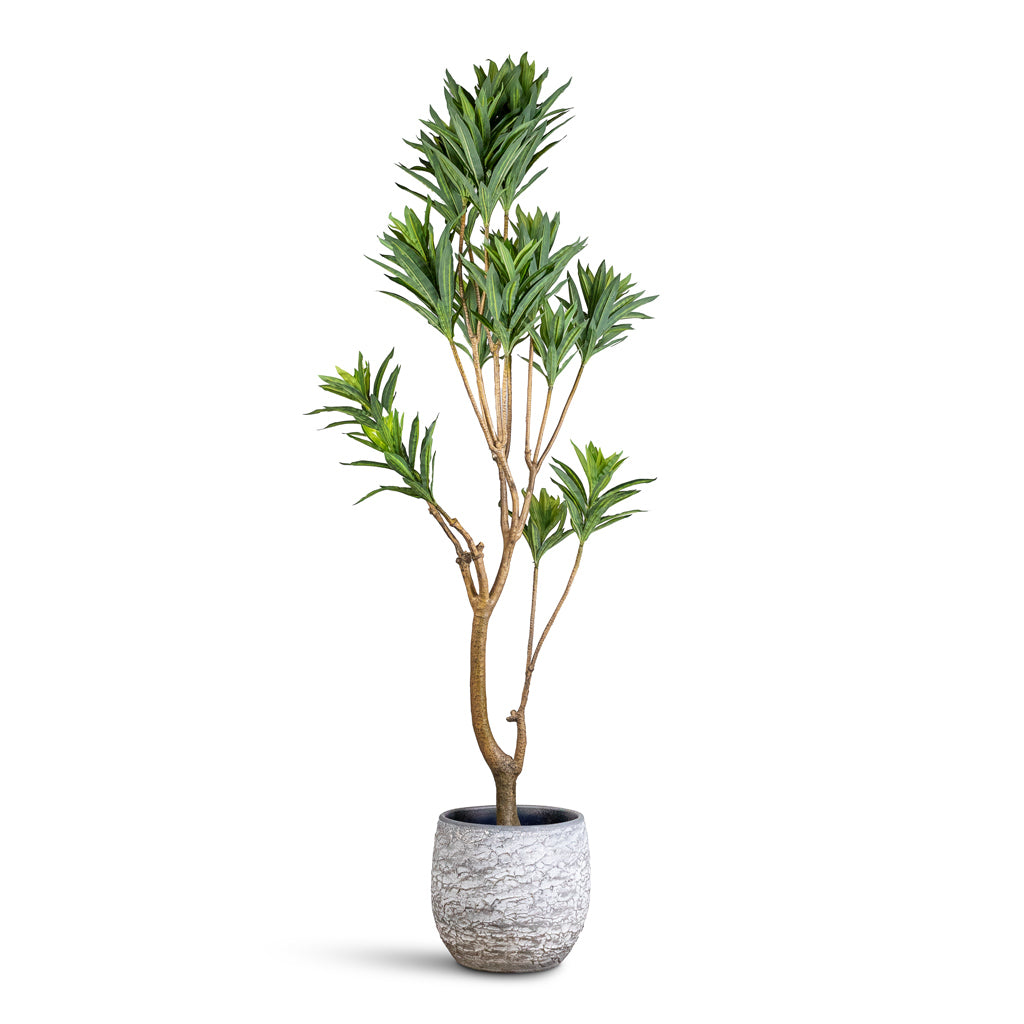 Dracaena Dragon Tree Artificial In Evi Pot Antique Silver
