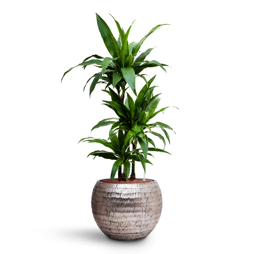 Dracaena Janet Craig - Multi Stem - HydroCare & Opus Hammered Globe Planter - Silver