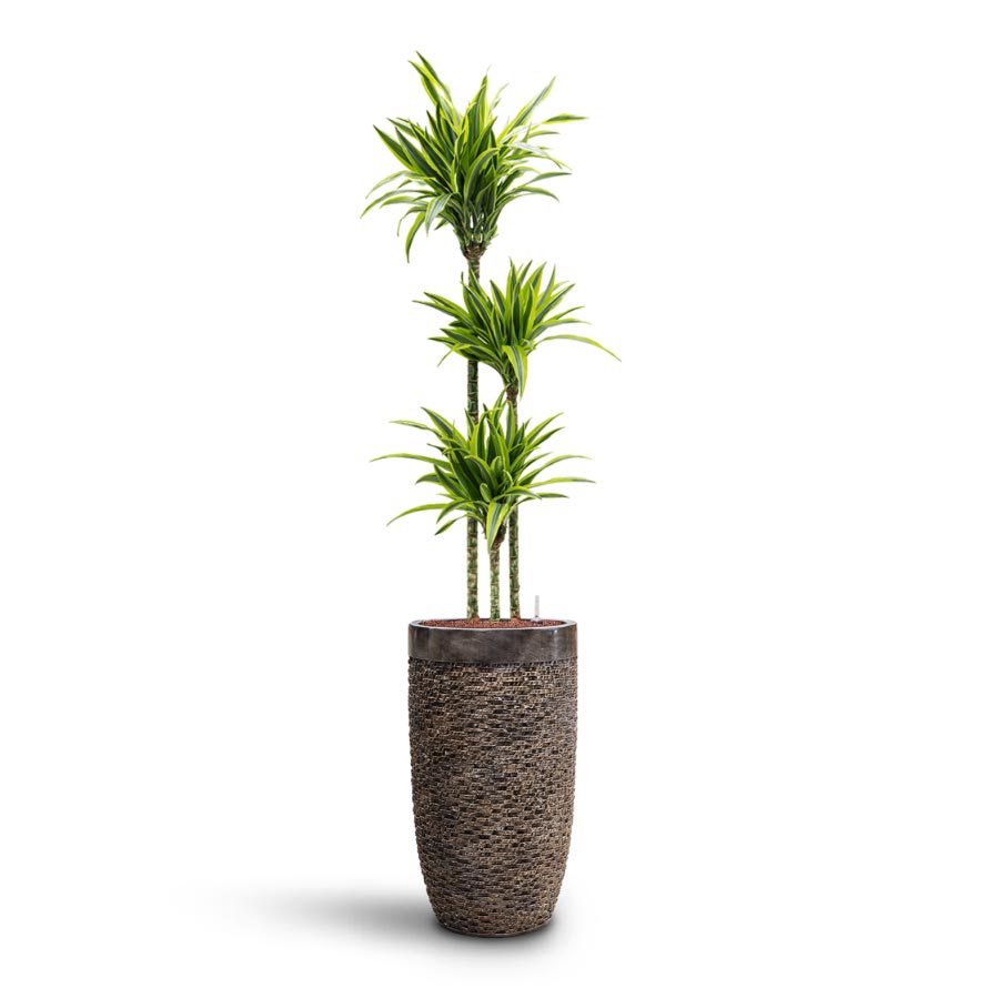 Dracaena Lemon lime - Multi Stem - HydroCare & Luxe Lite Layer Partner Planter - Bronze
