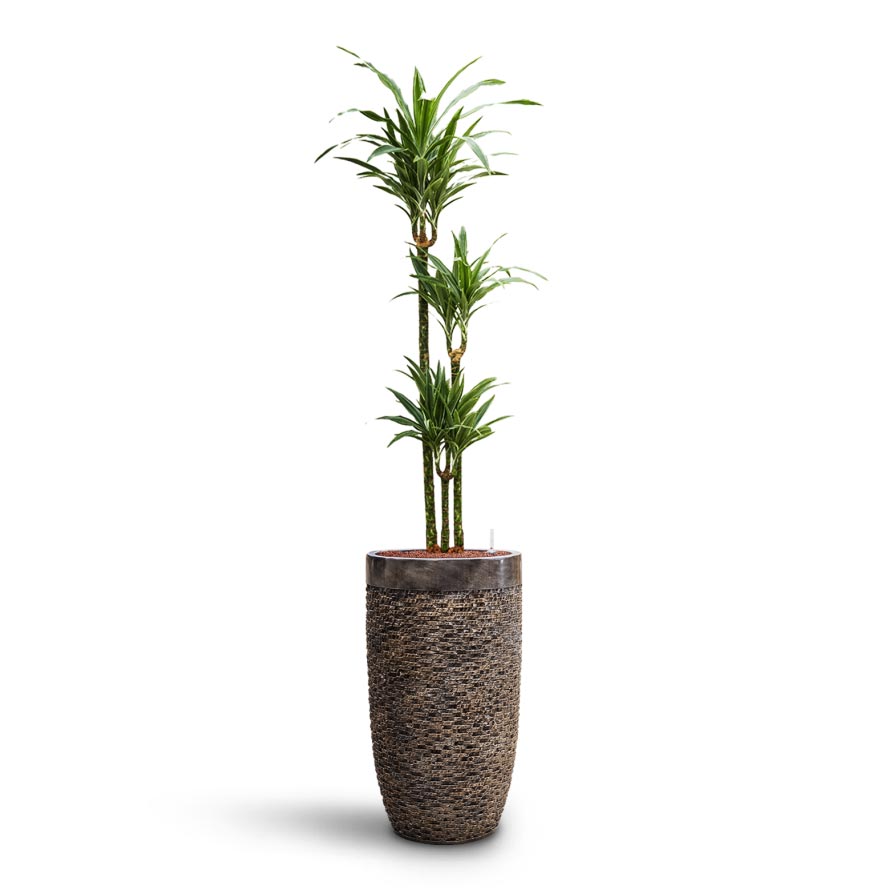 Dracaena Warneckii - Multi Stem - HydroCare & Luxe Lite Layer Partner Planter - Bronze