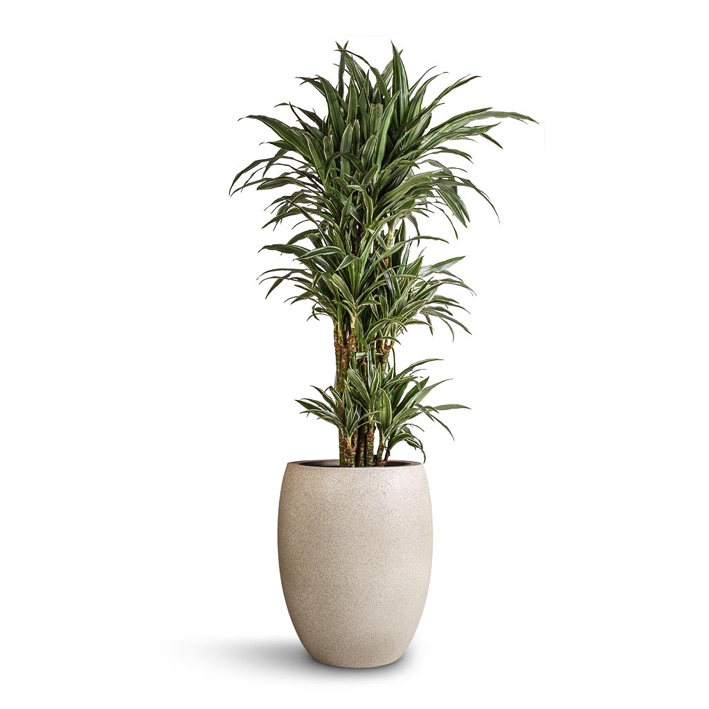 Dracaena deremensis Warneckii - Branched & Grigio Tall Balloon Planter - Antique White Concrete