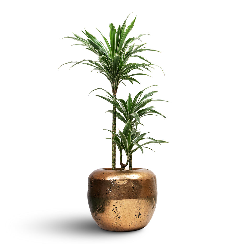 Dracaena deremensis Warneckii Multi Stem - 21x105cm 3 stems & Opus Raw Couple Planter Gold - 38x30cm