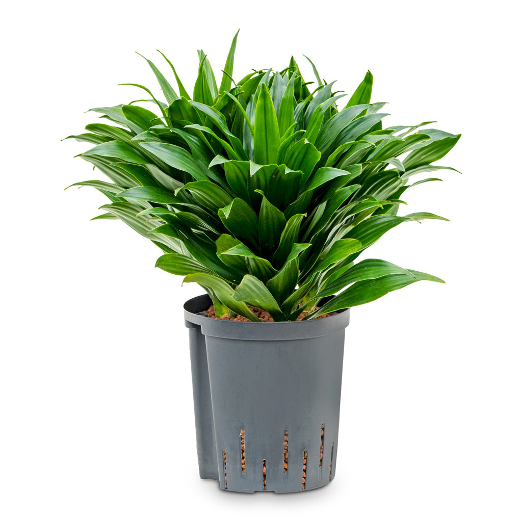 Dracaena fragrans Compacta - Head - HydroCare - 15/19 x 40cm