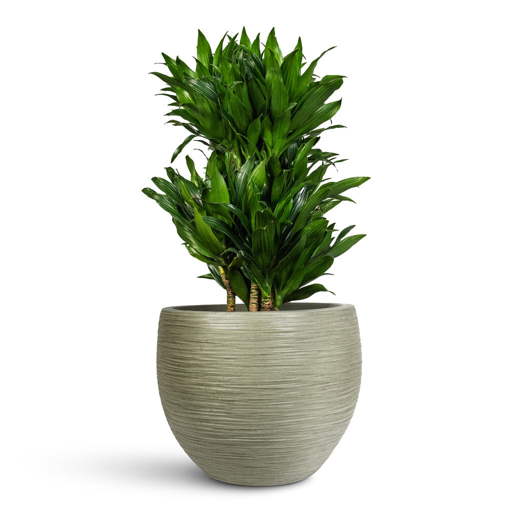 Dracaena frag. Compacta Branched - 24x75cm In Dune Globe Planter Pistachio - 37x29cm