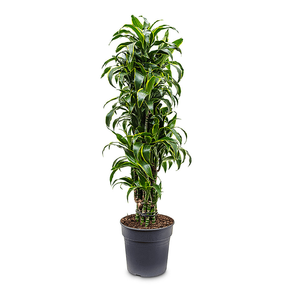Dracaena frag. Dorado Branched 30x130cm