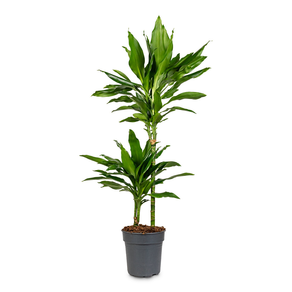 Dracaena frag. Janet Lind Multi Stem 19x100cm - 2-stems
