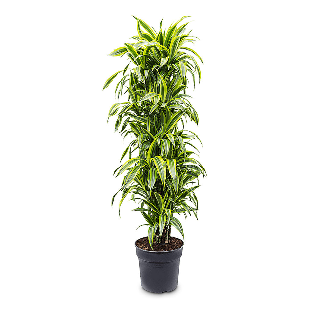 Dracaena frag. Lemon Lime Branched 34 x 160cm