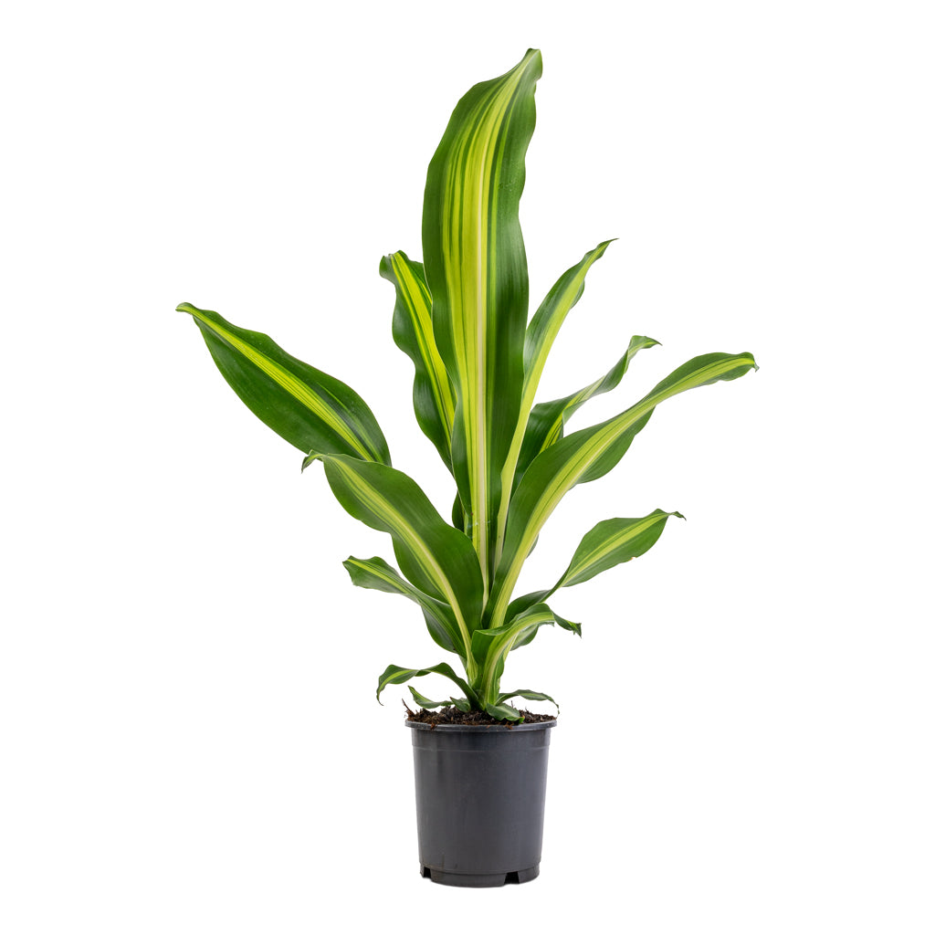 Dracaena fragrans Burley - 14 x 40cm