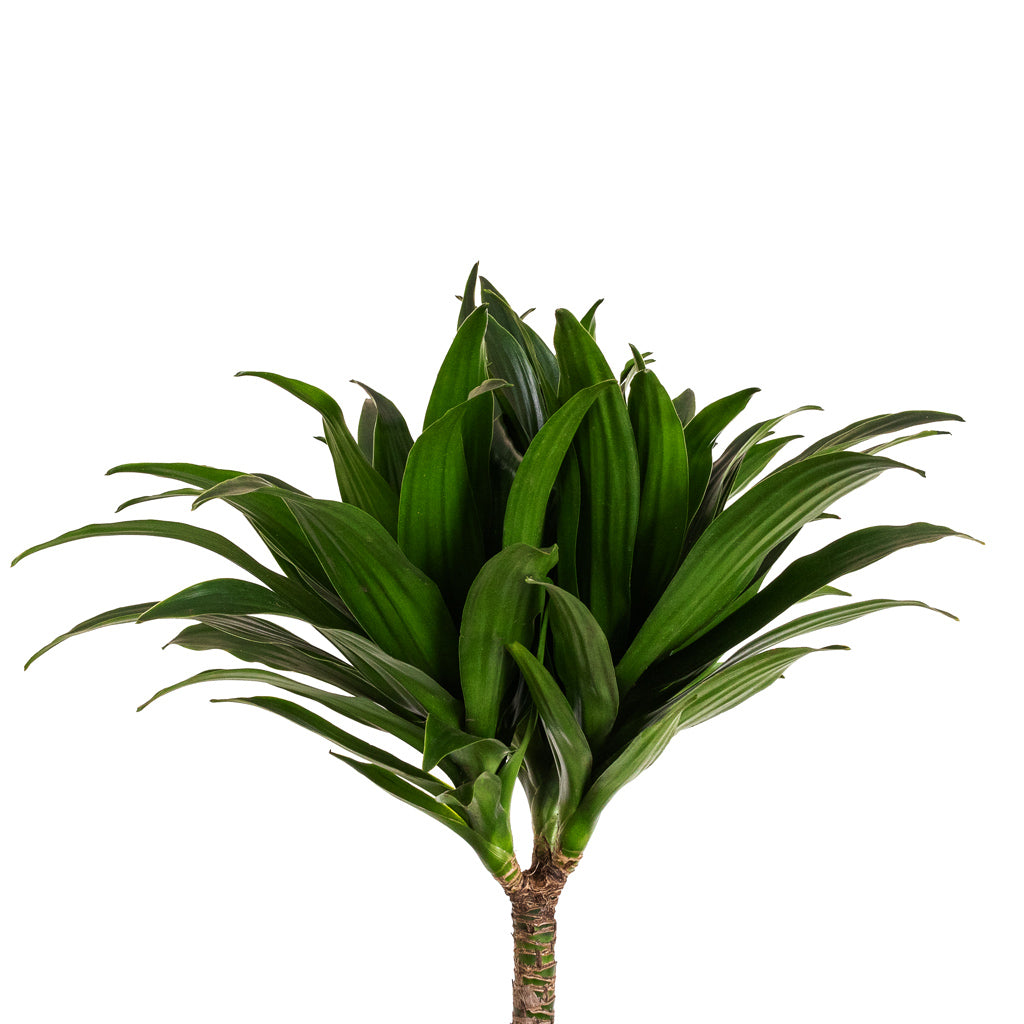 Dracaena fragrans Compacta - Multi Stem Details