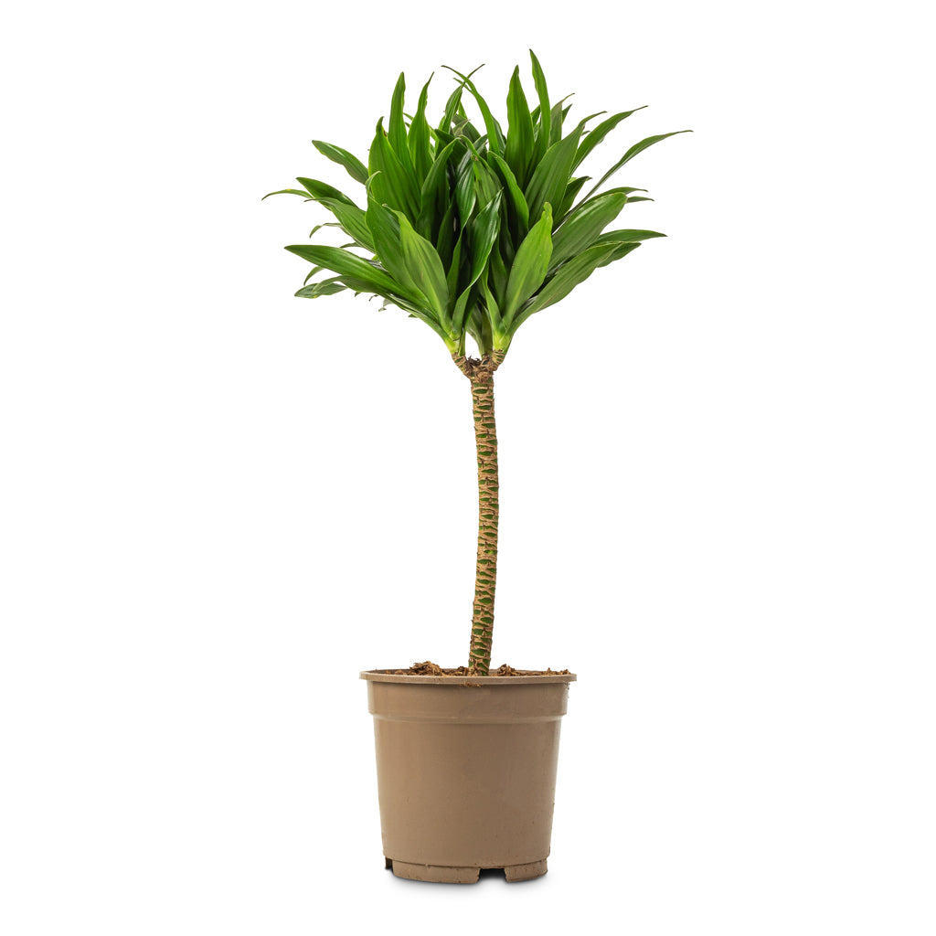 Dracaena fragrans Compacta - Single Stem - 17 x 65cm