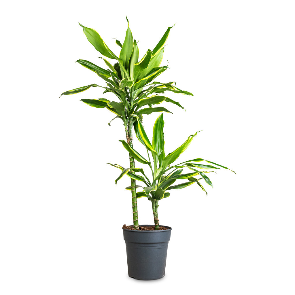 Dracaena fragrans Golden Coast Multi Stem - 21x85cm - (2 stems)
