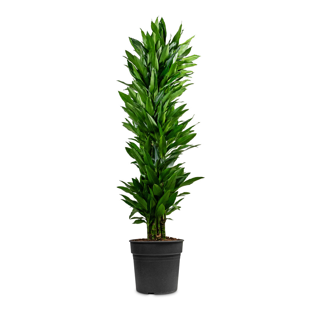 Dracaena fragrans Janet Craig - Branched - 34 x 180cm