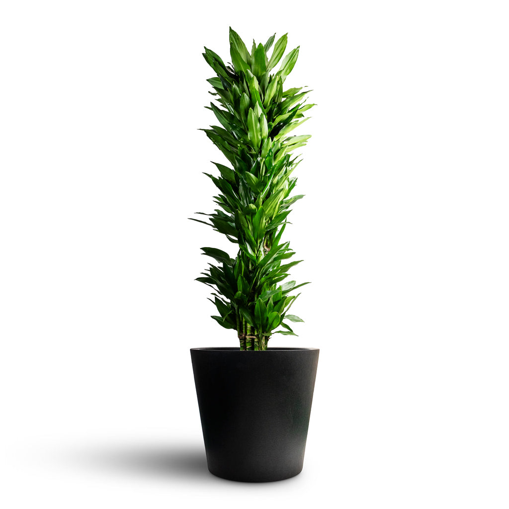 Dracaena fragrans Janet Craig - Branched & Bucket Natural Planter - Black