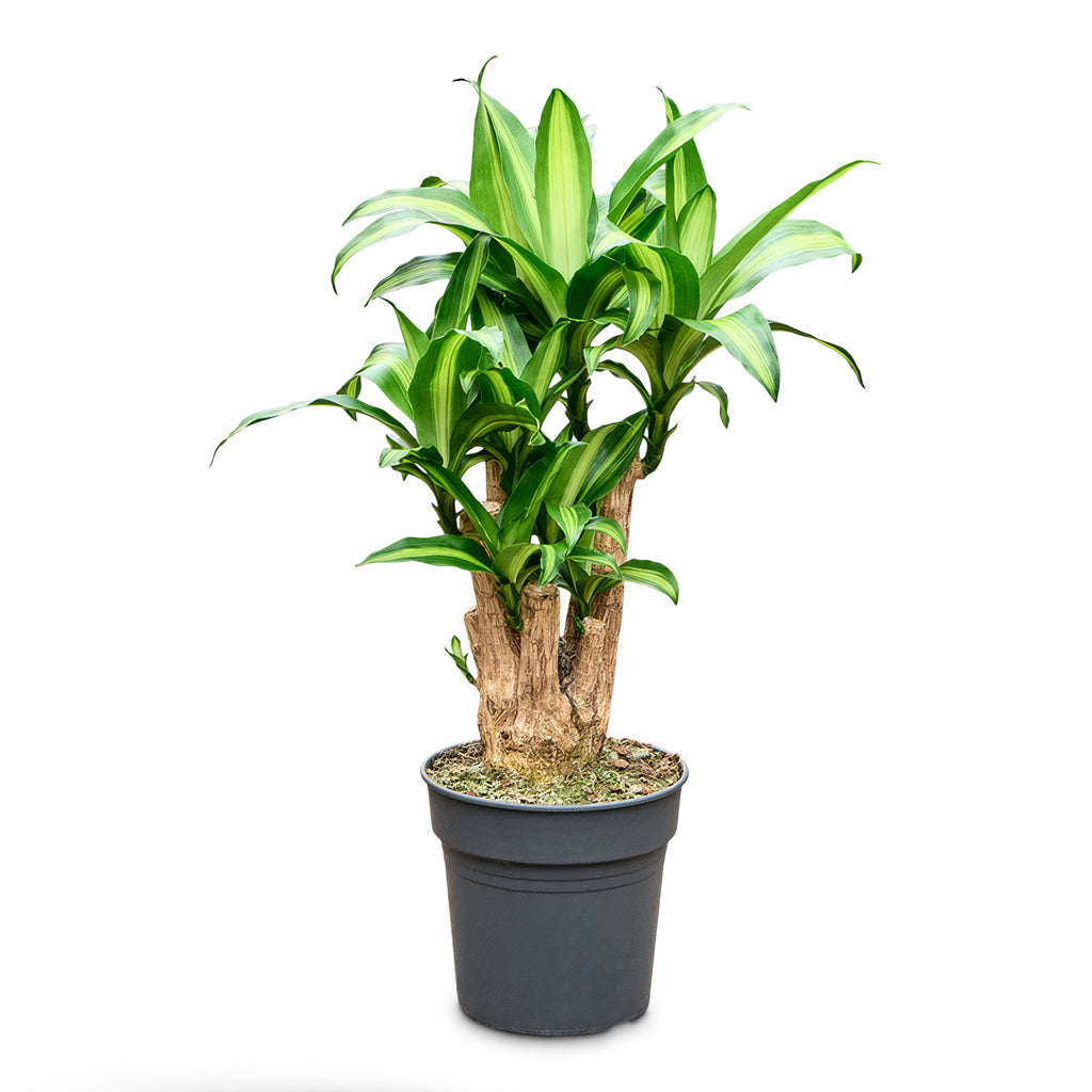 Dracaena fragrans Massangeana Branched 24x90cm