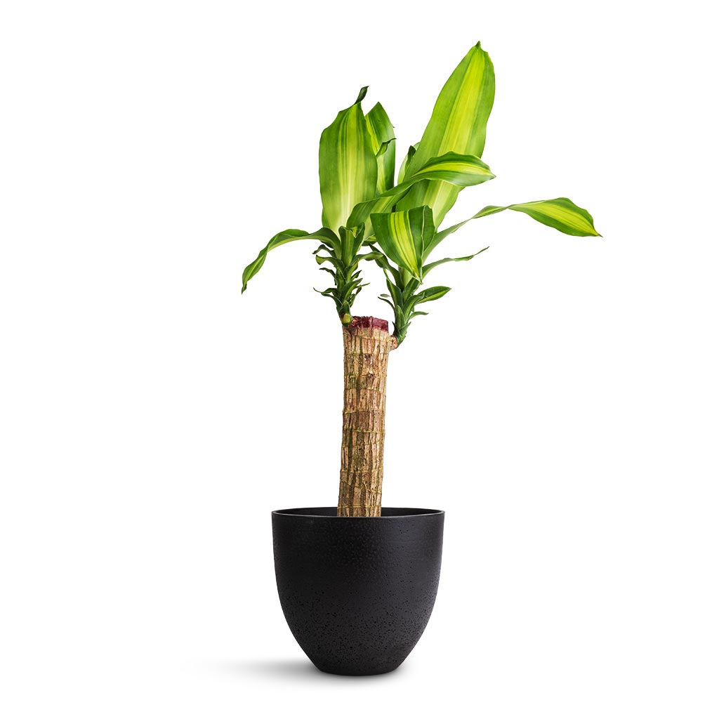 Dracaena fragrans Massangeana - Single Stem & Coral Refined Planter - Volcano Black