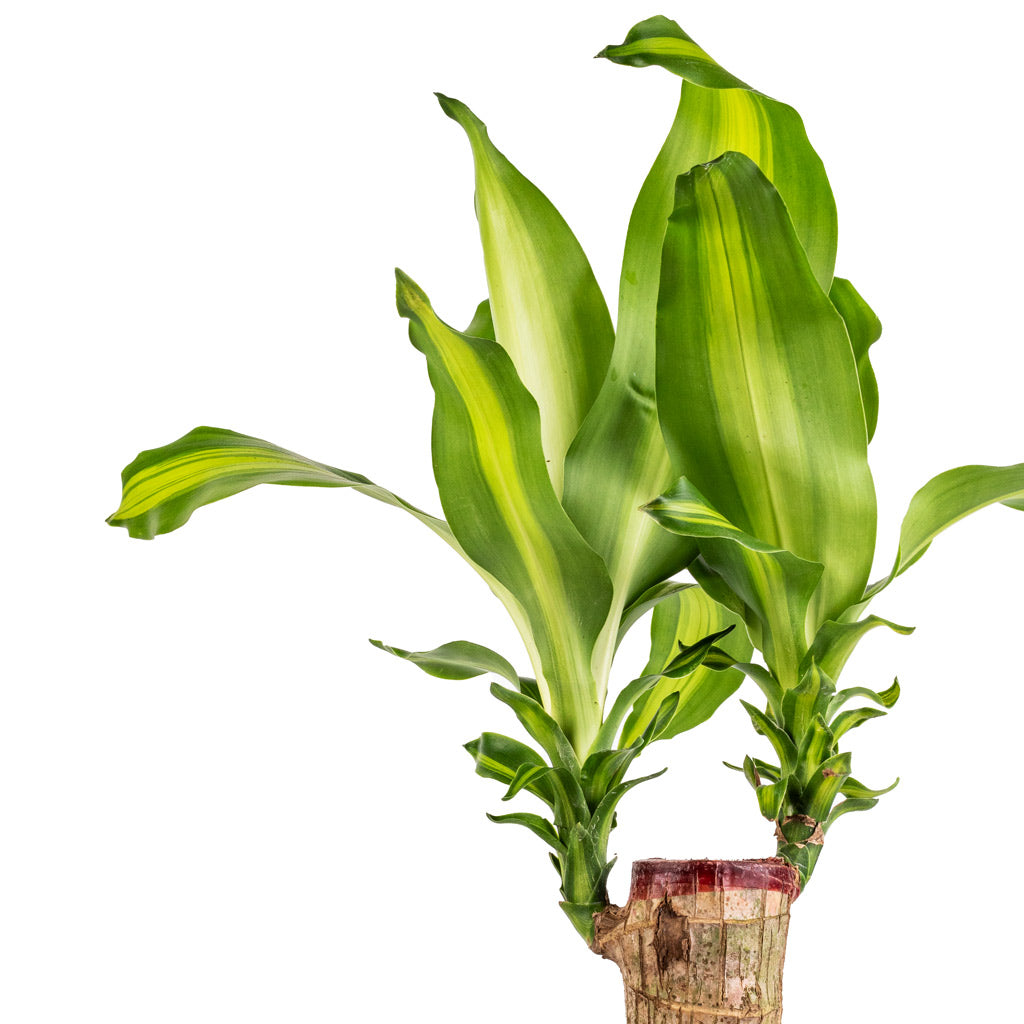 Dracaena fragrans Massangeana - Single Stem - Top of Stem & Leaves