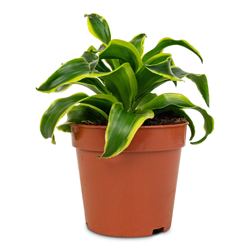 Dracaena fragrans Tornado - Head Small