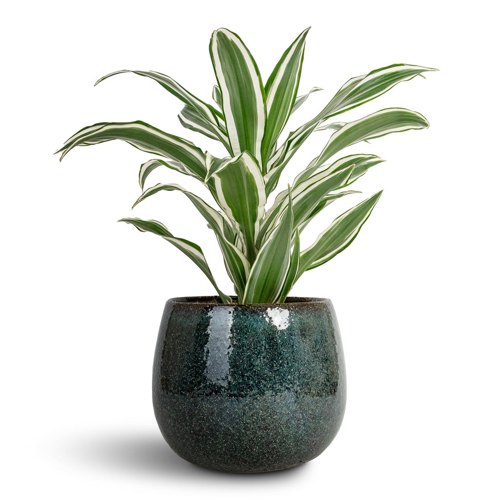 Dracaena fragrans White Jewel - Head & Odile Plant Pot - Petrol