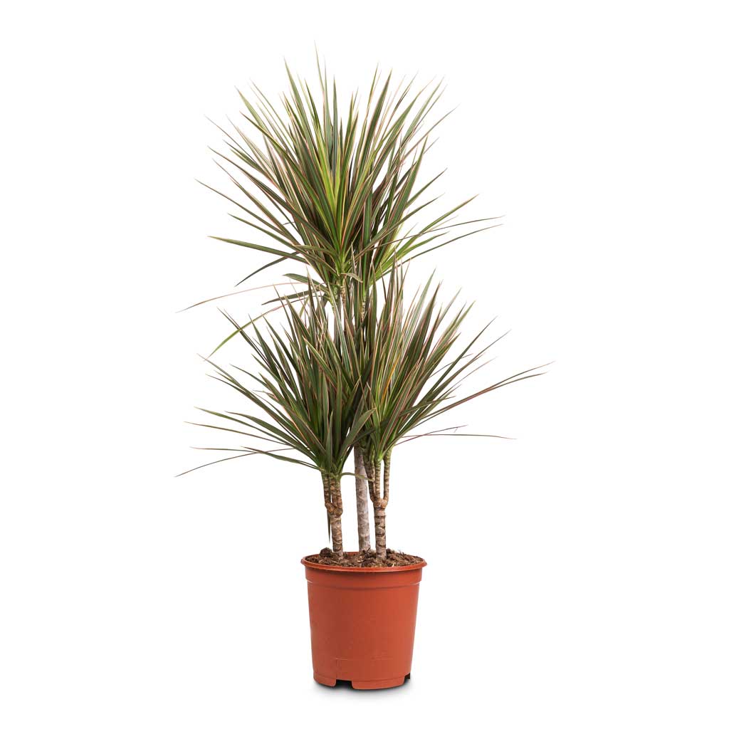 Dracaena marginata Bicolour - Multi Stem