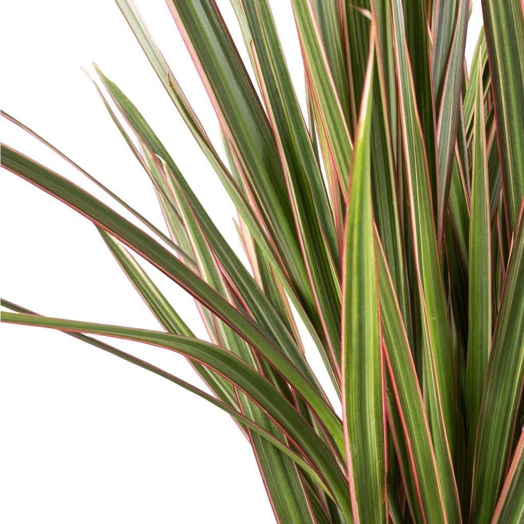 Dracaena marginata Bicolour - Multi Stem Leaves