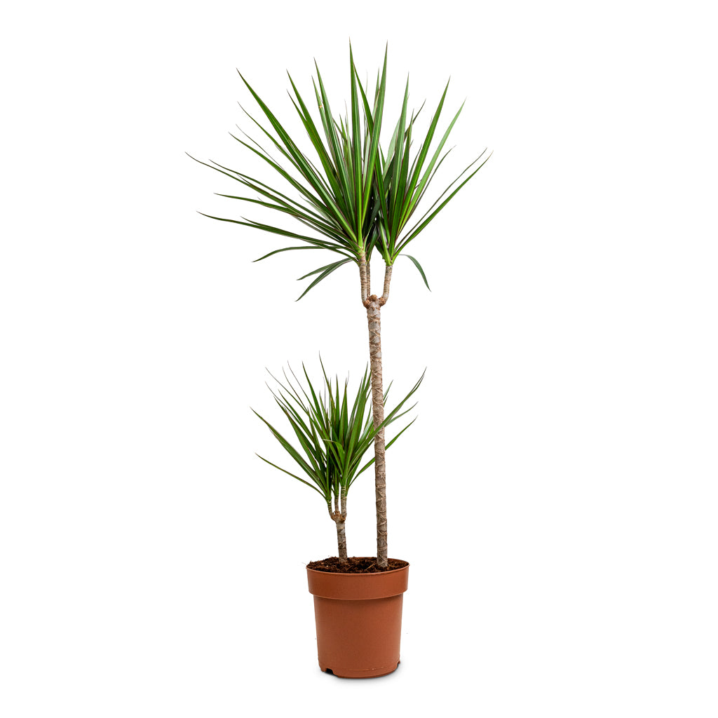 Dracaena marginata Red Edged - Multi Stem
