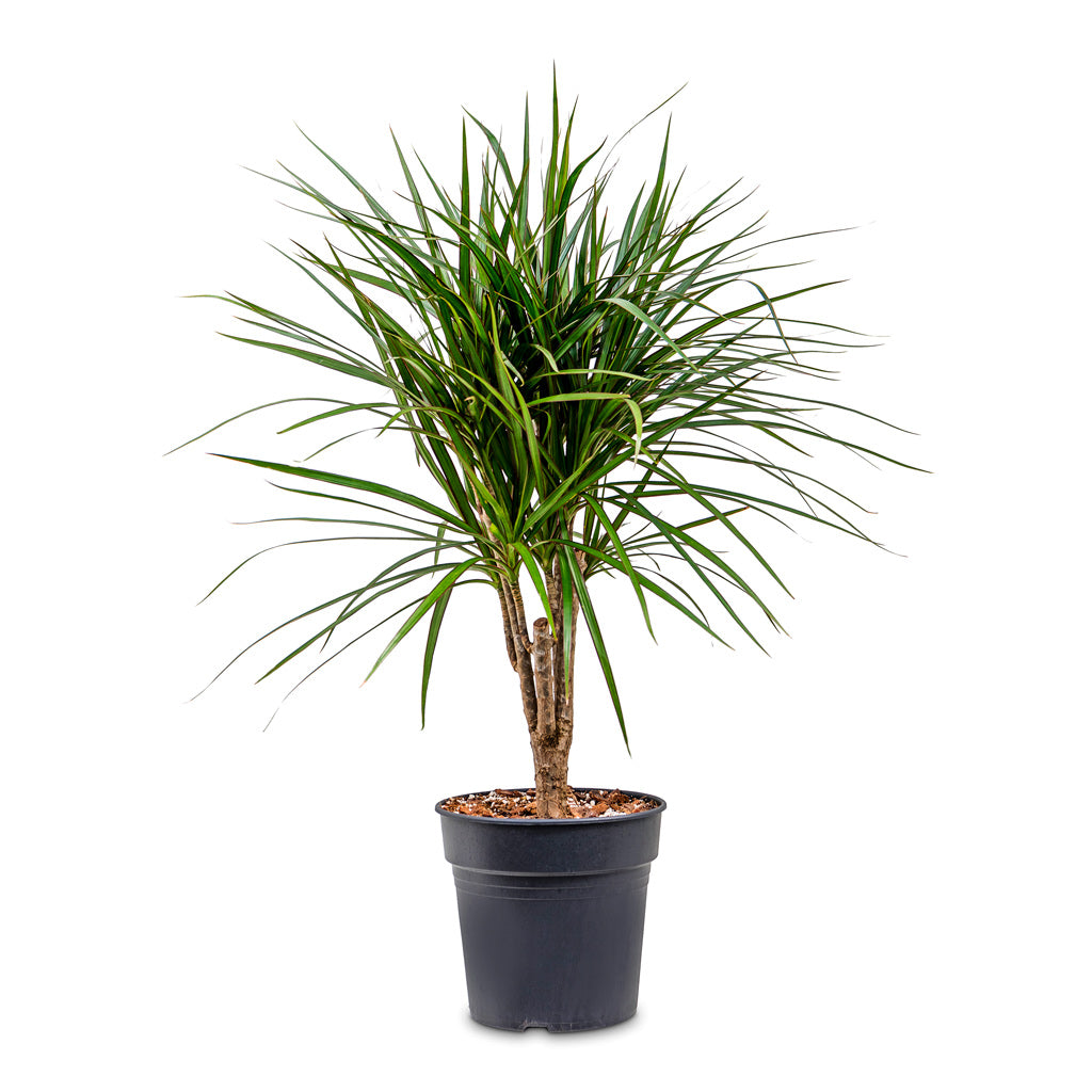 Dracaena marginata Red Edged - Branched - 21 x 75cm