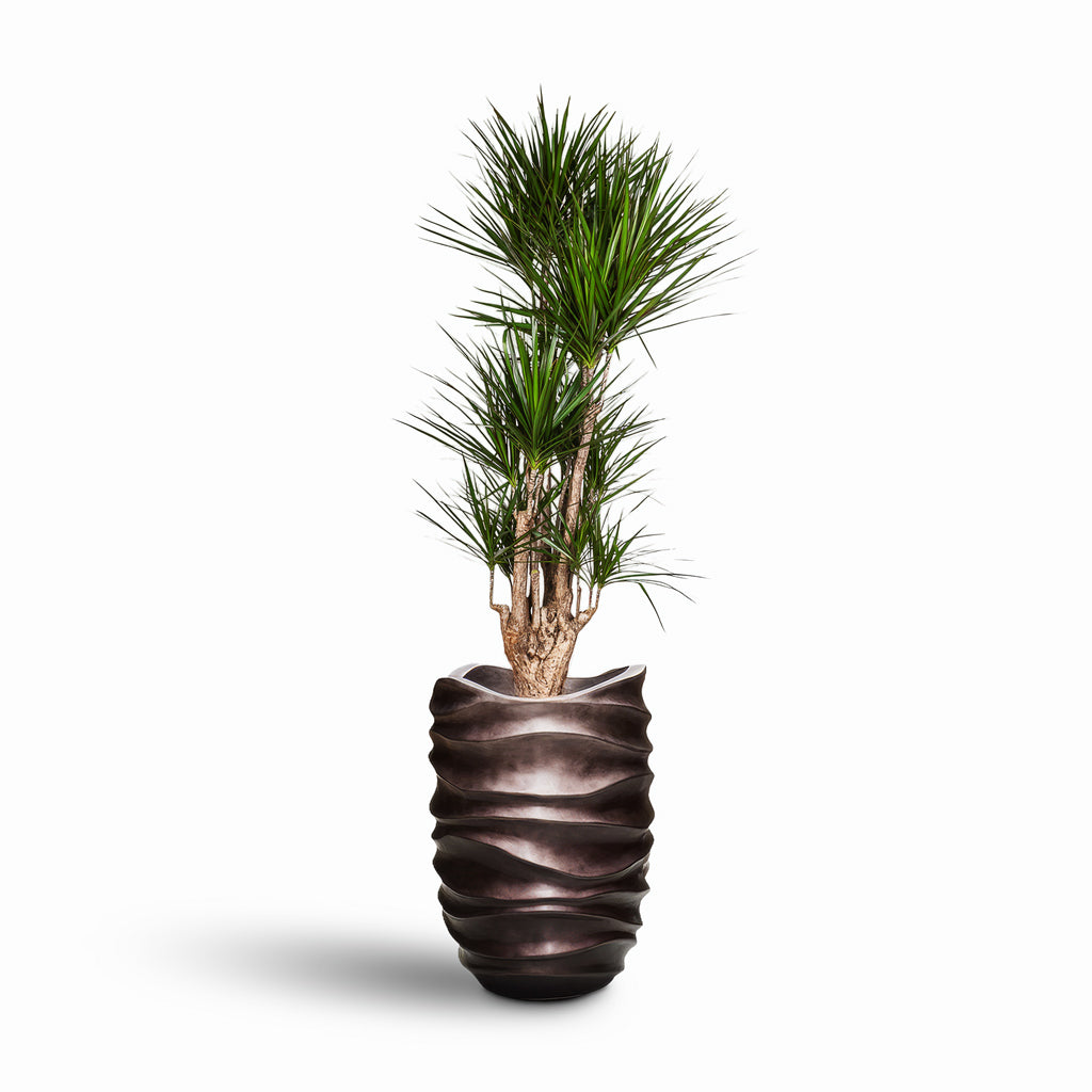 Dracaena marginata Red Edged Branched 34x190cm House plant in Gradient Lee Partner Planter Matt Coffee 60x88cm