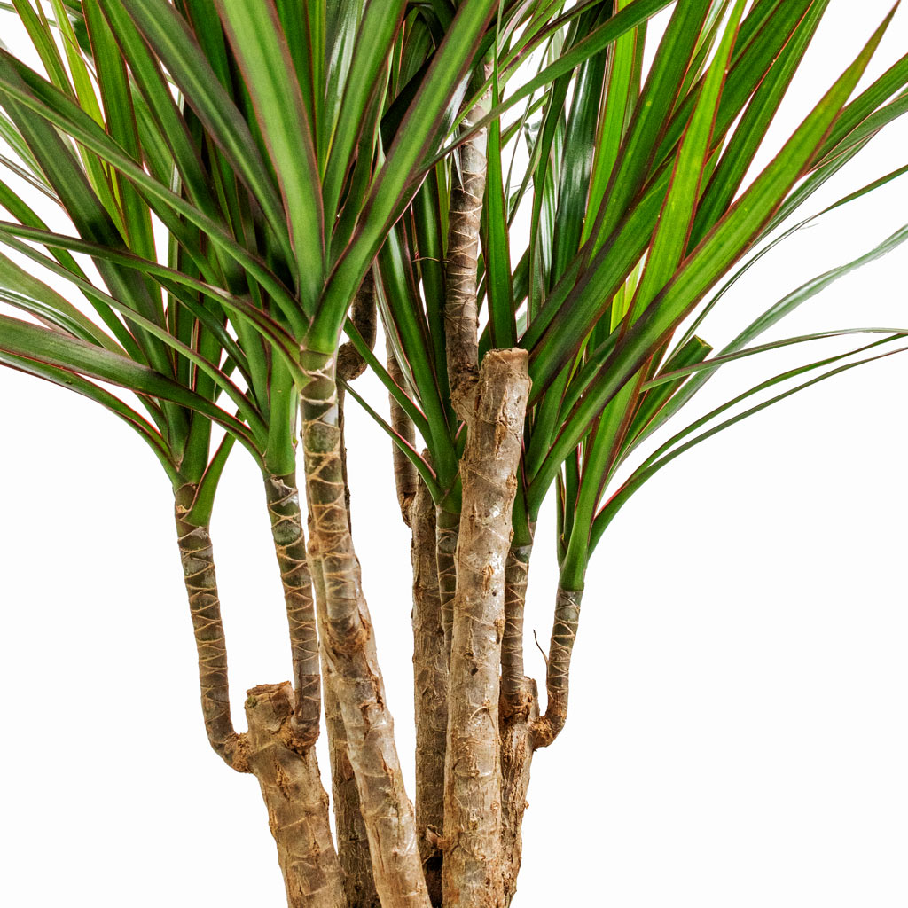 Dracaena marginata Red Edged - Branched Stems