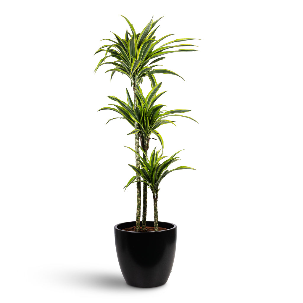 Dracaena marginata Red Edged Multi Stem 21x120cm 3 stem House Plant In Sven Pot Black 33x28cm