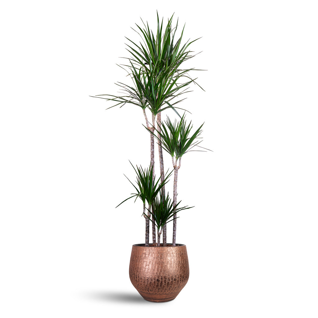 Dracaena marginata Red Edged Multi Stem 30x190cm 5 stems house plant in Rafael Pot Copper 36x32cm