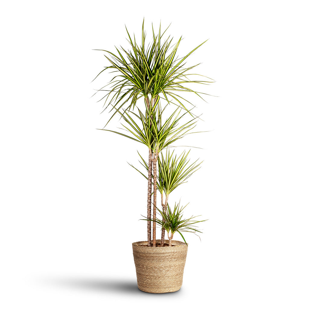Dracaena marginata Sunray Multi Stem 27x160cm 4 stems Igmar Basket Natural 30x26cm
