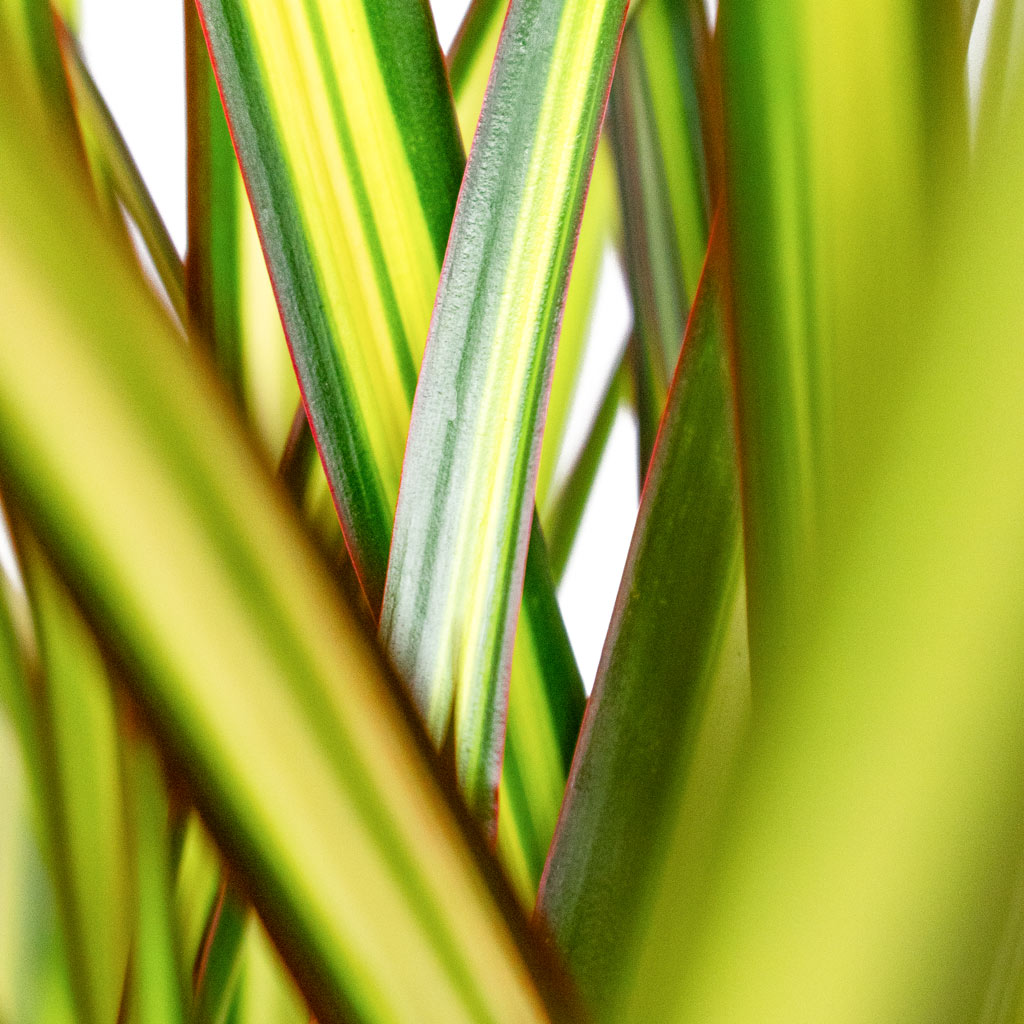 Close-up of green and yellow striped Dracaena Sunray leaves