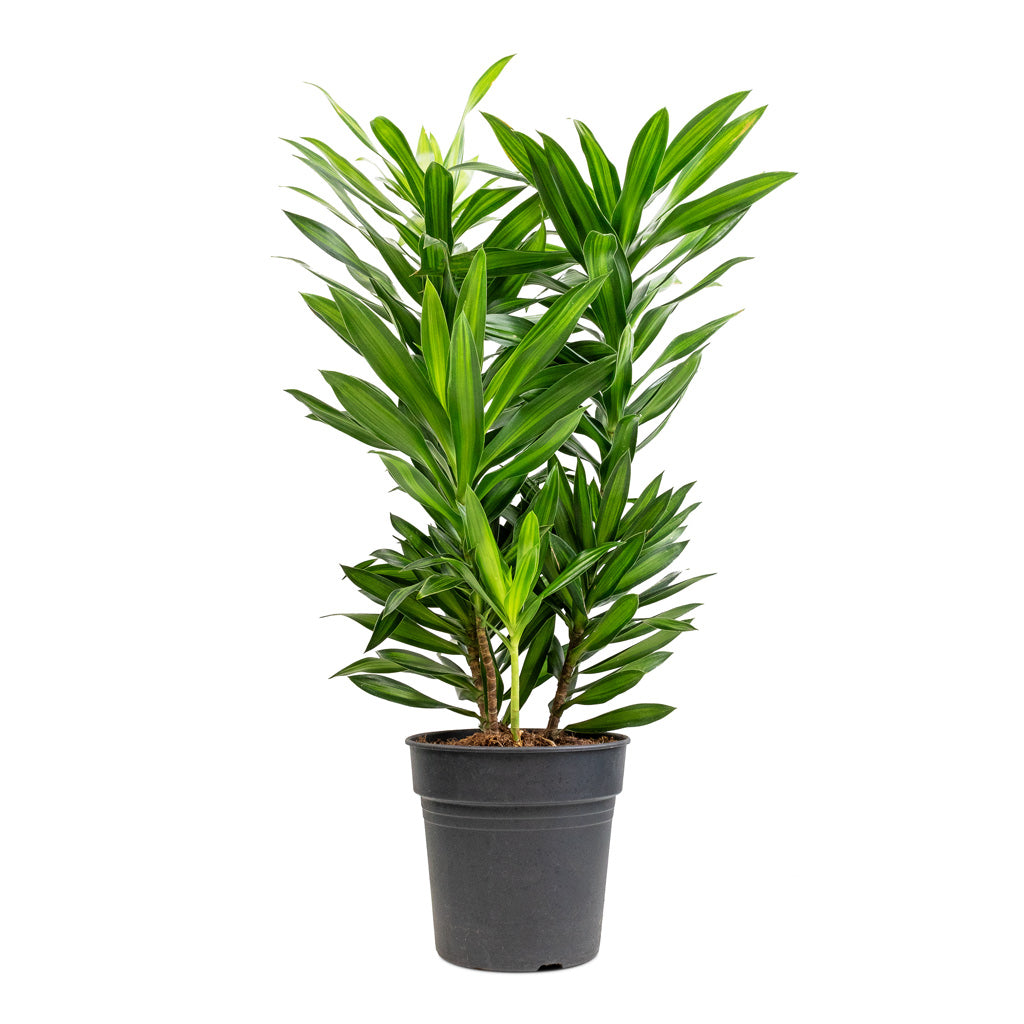 Dracaena reflexa Song of Jamaica - 19 x 70cm