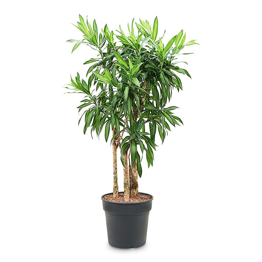 Dracaena reflexa Song of Jamaica 30x100cm
