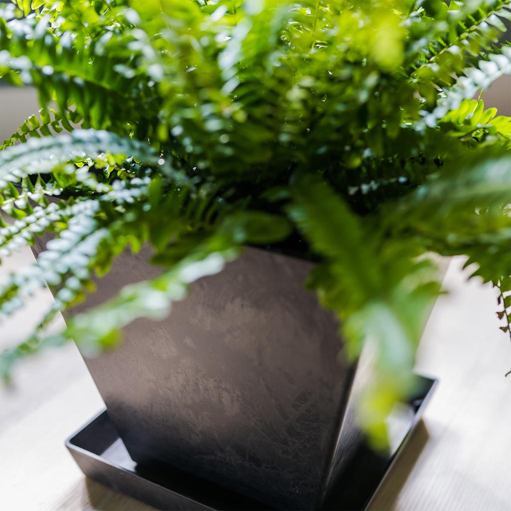 Ella Artstone Plant Pot - Black & Nephrolepis exaltata Bostoniensis - Boston Fern