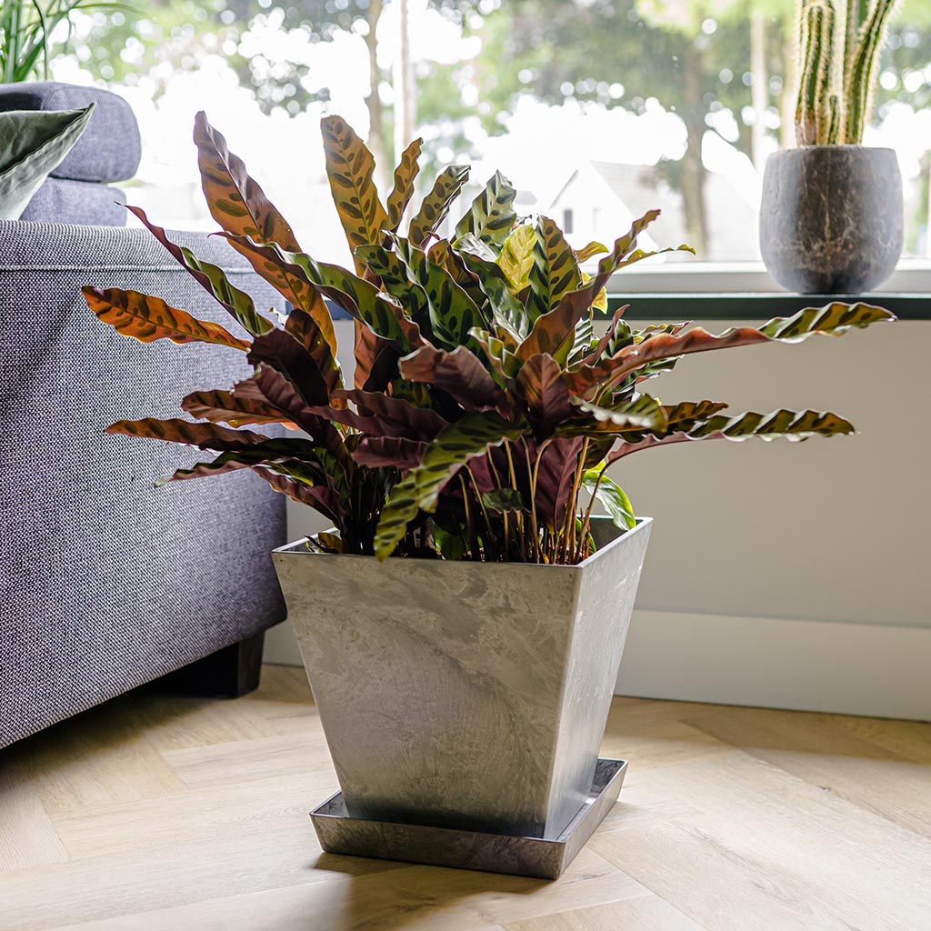 Ella Artstone Plant Pot - Grey & Calathea lancifolia - Rattlesnake Plant