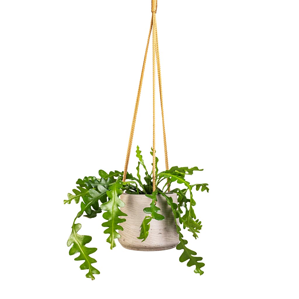 Epiphyllum anguliger - Fishbone Cactus & Patt Hanging Plant Pot - Grey Washed