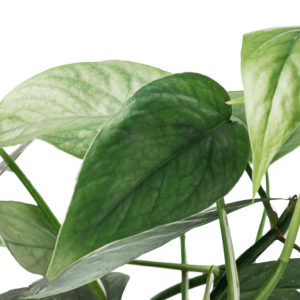 Epipremnum pinnatum - Cebu Blue Pothos - Leaves