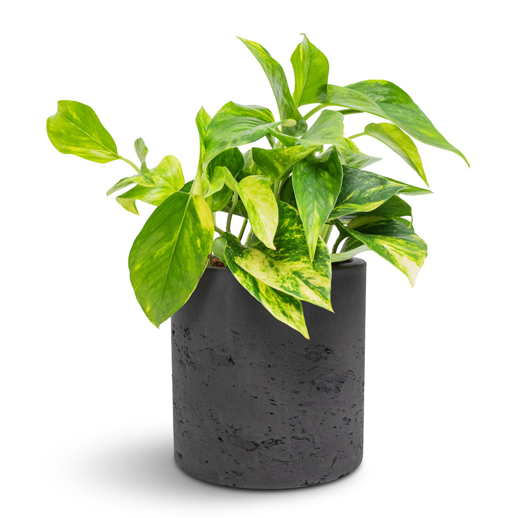 Epipremnum aureum - Golden Pothos & Puk Plant Pot - Black Washed