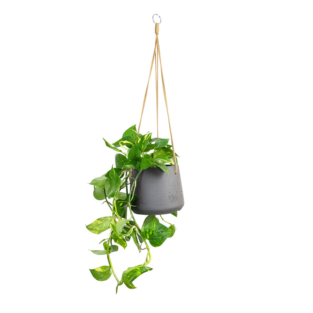 Epipremnum aureum - Golden Pothos & Patt Hanging Plant Pot - Black Washed