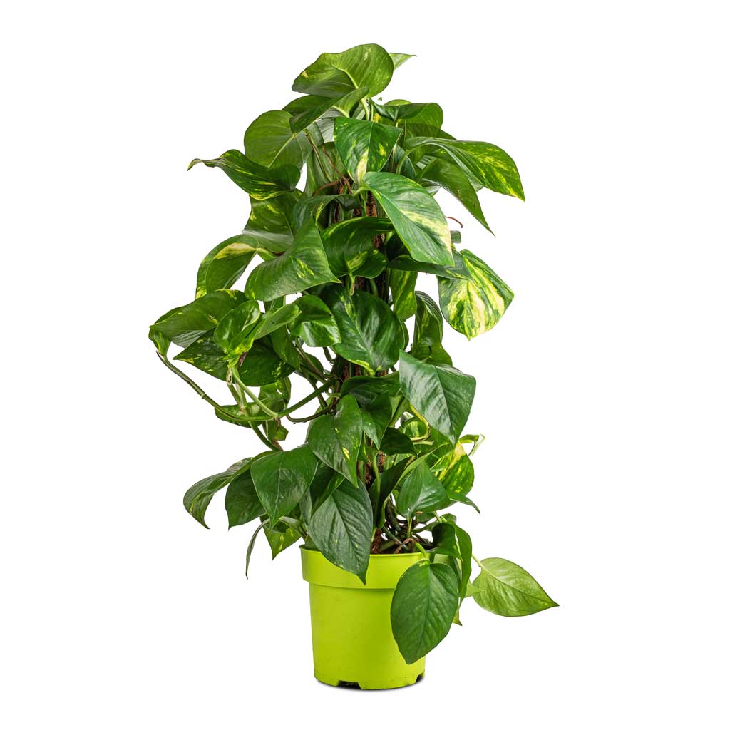 Epipremnum aureum - Golden Pothos - Moss Pole - 17 x 60cm