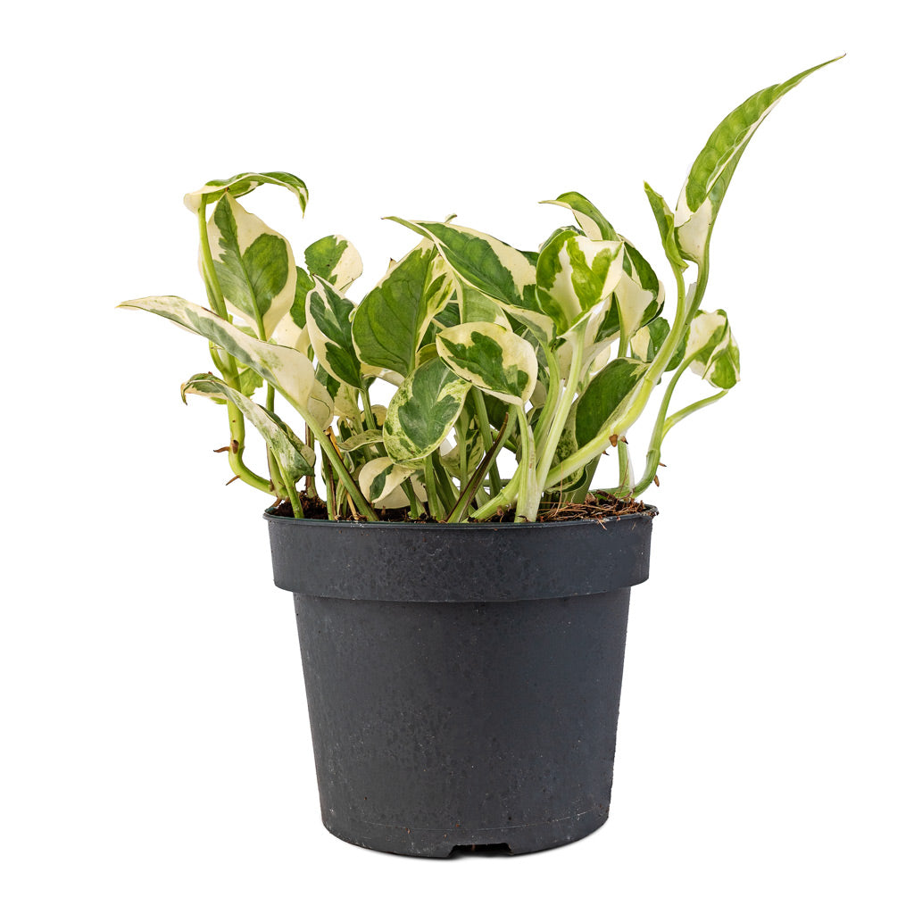Epipremnum aureum - NJoy Pothos