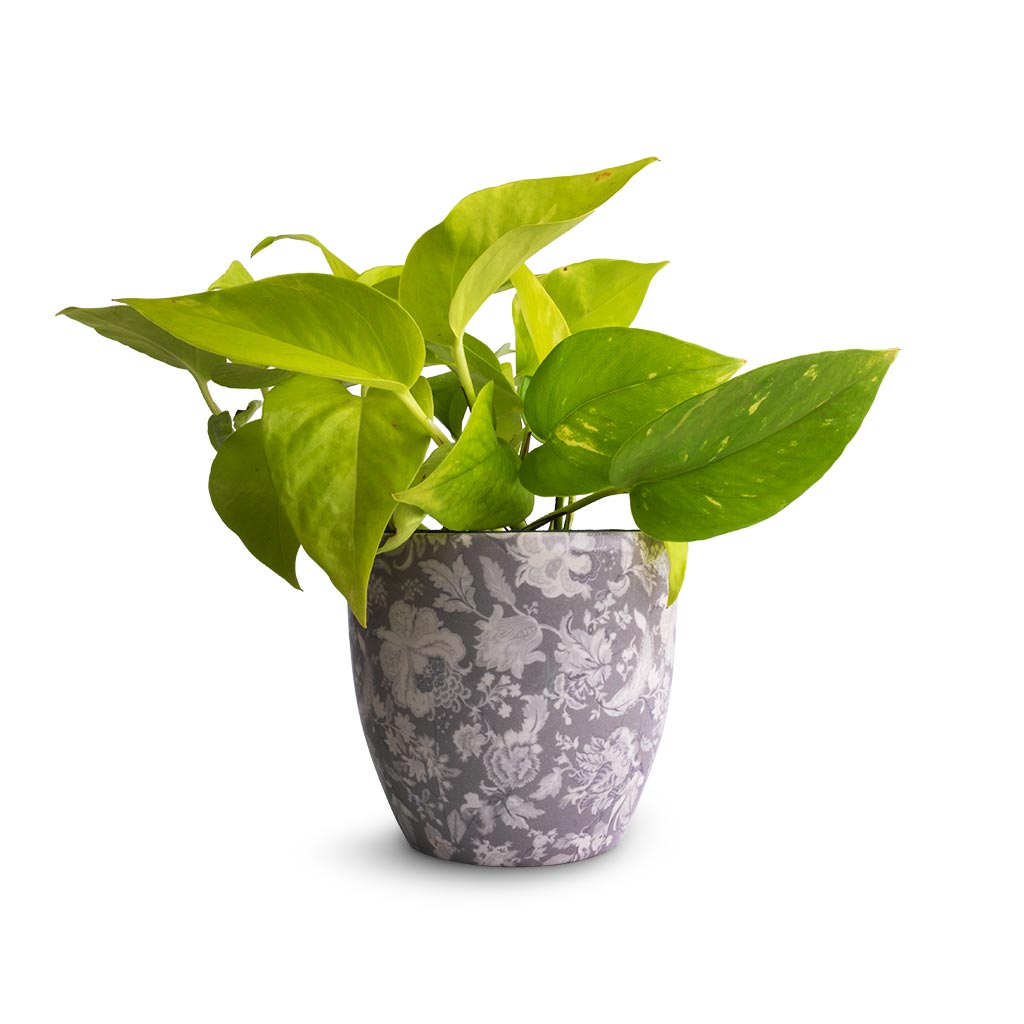 Epipremnum aureum Neon - Golden Neon Pothos & Monza Plant Pot - Vintage Grey